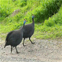 广西狮头鹅苗