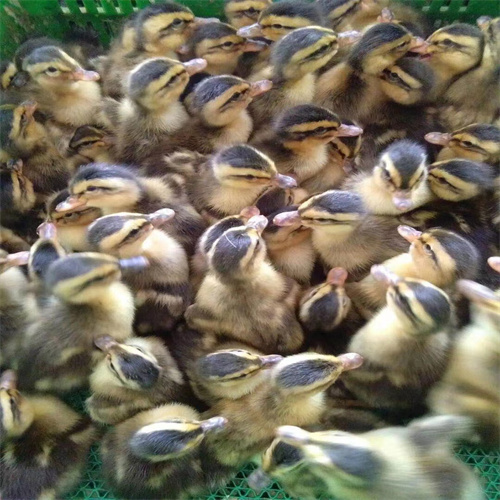 广西鸭苗