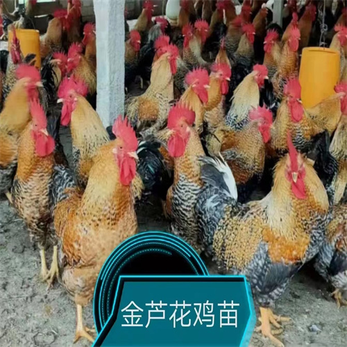 广西鸡苗正规厂家