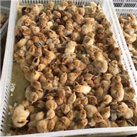 广西鸡苗批发价格