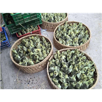 广西鹅苗批发 