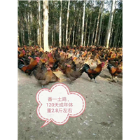 广西南宁桂香鸡苗批发供应