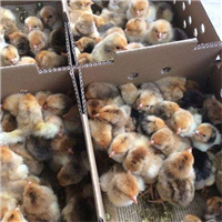广西鸡苗商品批发价格