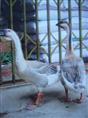 杂交鹅|广西南宁杂交鹅苗批发