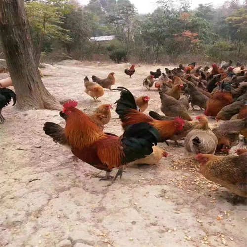 土鸡