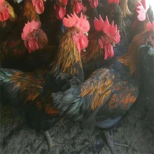 桂柳鸭