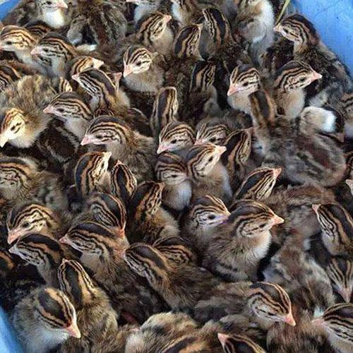 广西鸡苗批发价格