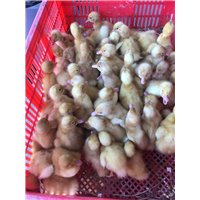 广西鸭苗供应 