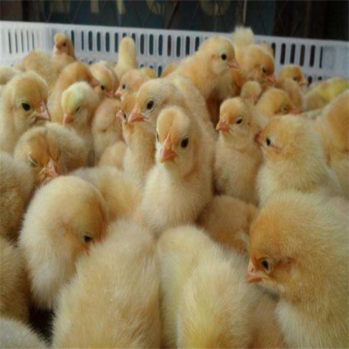 广西鸡苗价格