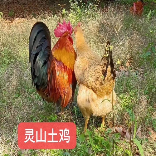 桂柳鸭