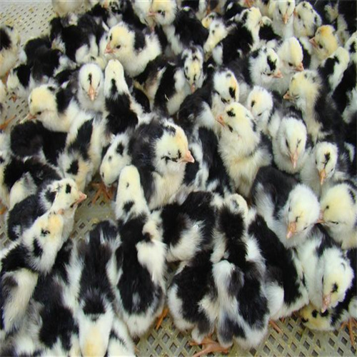 鸭苗品种大全