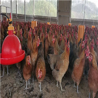 鸡苗批发公司