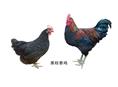 桂香鸡|广西南宁桂香鸡苗批发