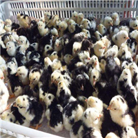 广西鸡苗批发
