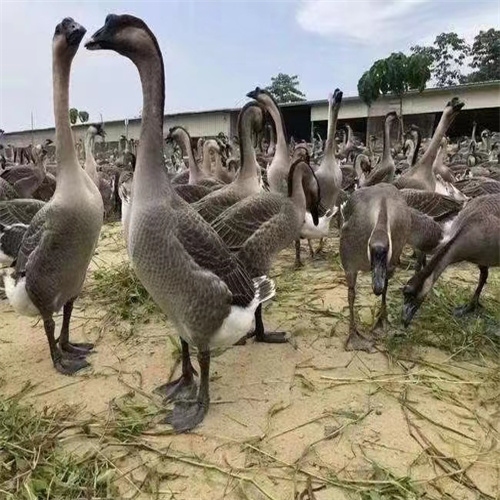 广西狮头鹅苗