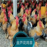 广西鸡苗正规厂家