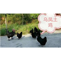 良凤花鸡|广西南宁良凤花鸡苗批发