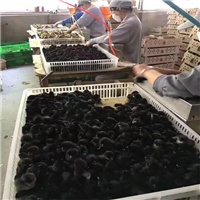 广西鸭苗