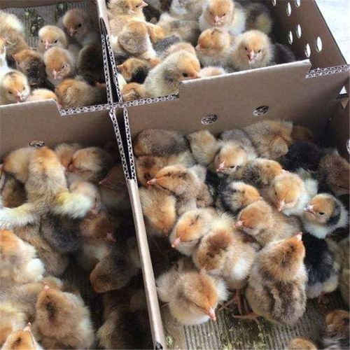广西鸡苗商品批发价格