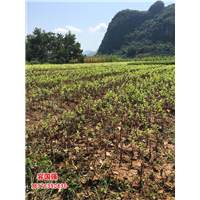 广西红桔苗|广西红桔小苗