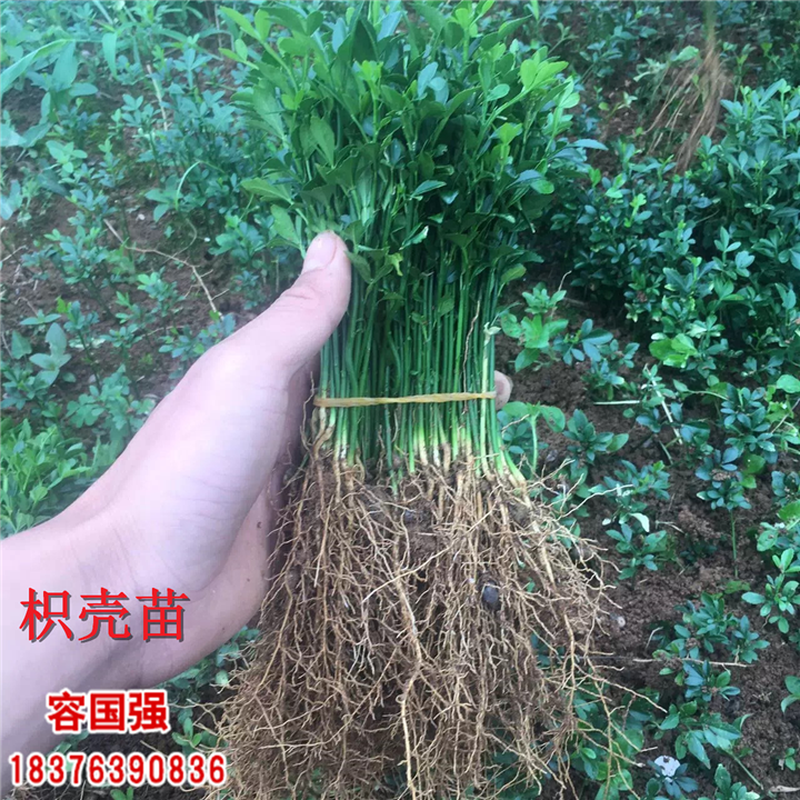 广西枳壳苗