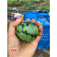 广西毛桃苗|广西板栗嫁接苗|广西板栗