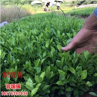 广西红桔小苗|广西酸桔苗|广西酸柚苗