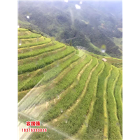 广西红桔苗|广西红桔小苗