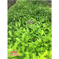 广西酸柚苗|广西柠檬苗|广西枳壳苗