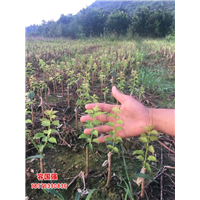 广西酸柚苗|广西柠檬苗|广西枳壳苗