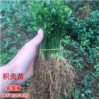 广西枳壳苗