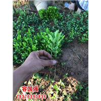广西酸桔苗|广西酸柚苗|广西柠檬苗