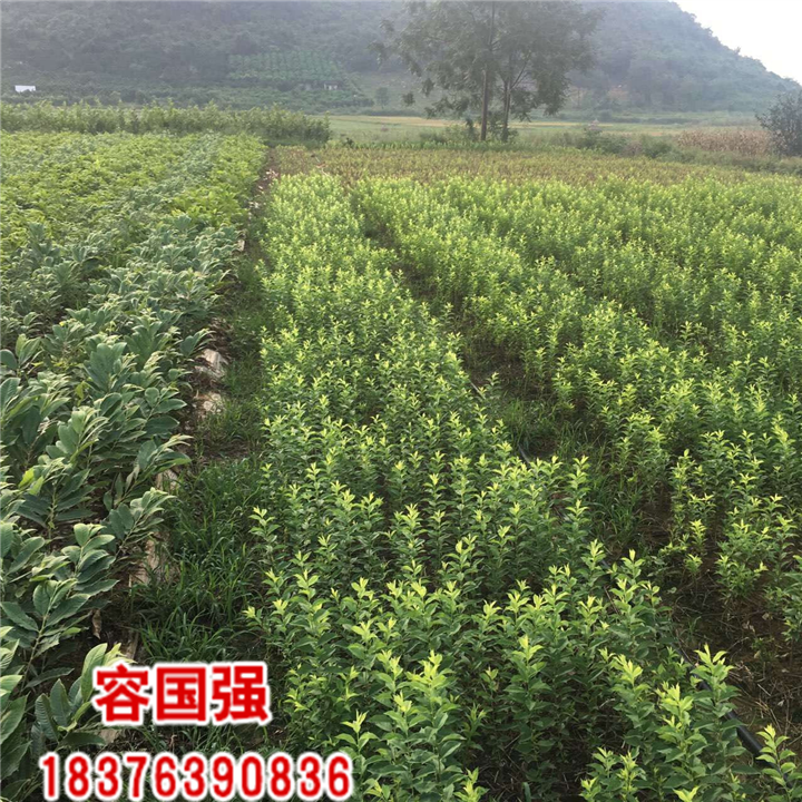 广西酸桔苗|广西酸柚苗|广西柠檬苗