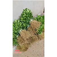 广西红桔小苗|广西酸桔苗