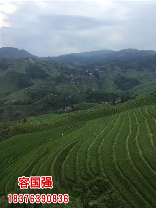 广西酸桔苗|广西酸柚苗|广西柠檬苗