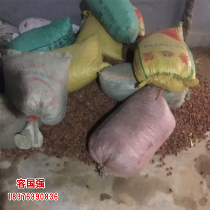 广西酸柚苗|广西柠檬苗|广西枳壳苗