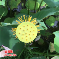 广西酸柚苗|广西柠檬苗|广西枳壳苗