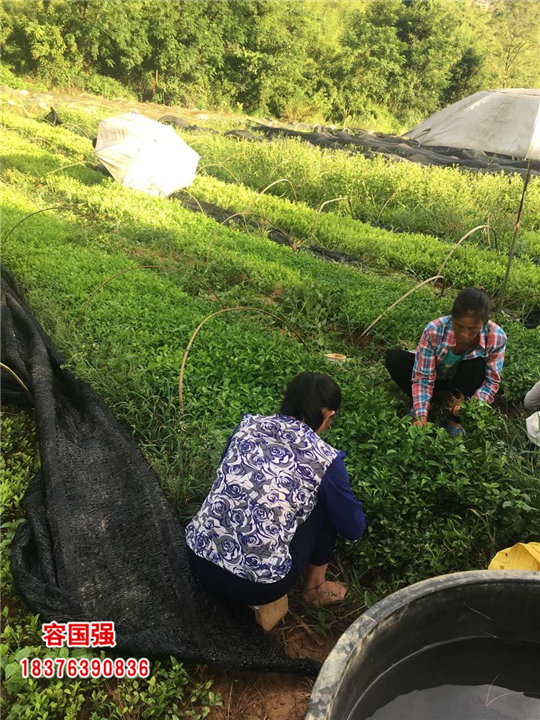 广西酸柚苗|广西柠檬苗|广西枳壳苗