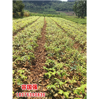 广西红桔小苗|广西酸桔苗|广西酸柚苗