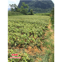 广西毛桃苗|广西板栗嫁接苗