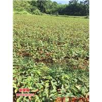 广西酸柚苗|广西柠檬苗|广西枳壳苗