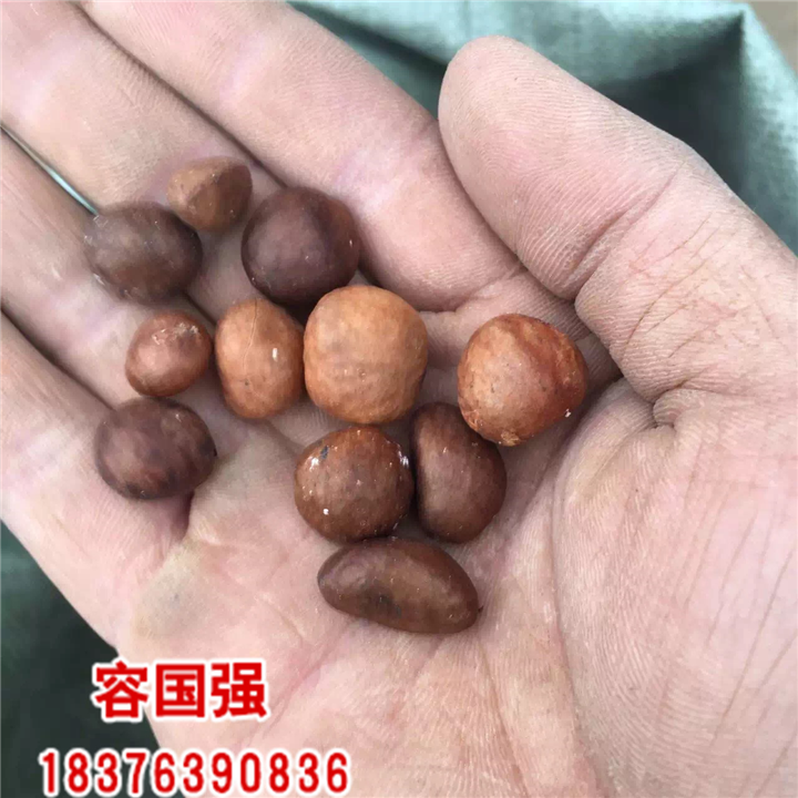枇杷种子