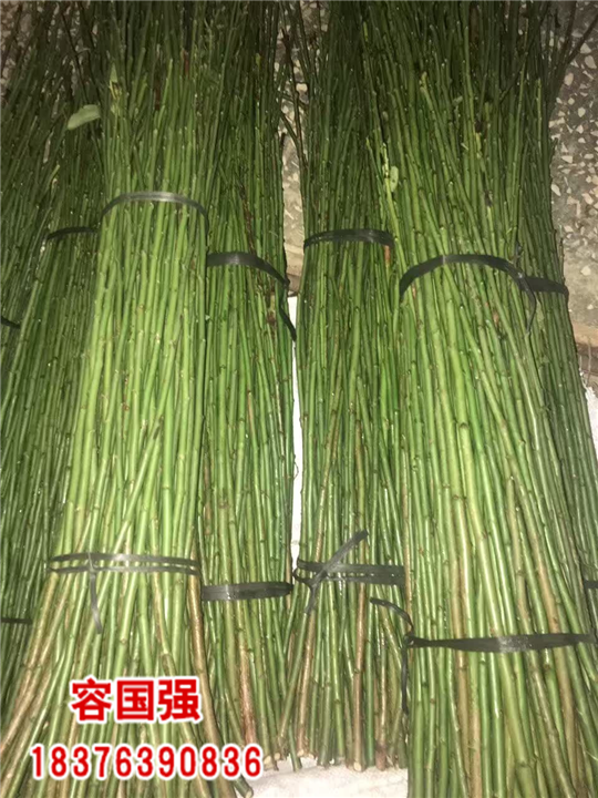 广西毛桃苗|广西板栗嫁接苗