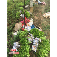 广西酸柚苗|广西柠檬苗|广西枳壳苗