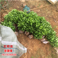 广西红桔苗|广西红桔小苗