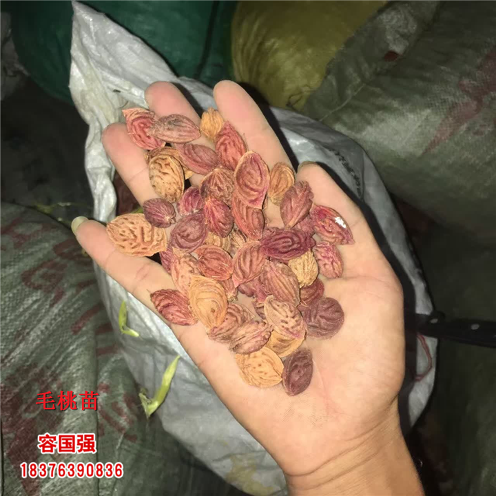 广西毛桃苗