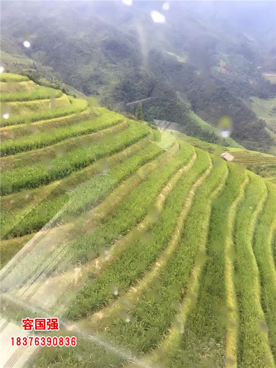 广西红桔苗|广西红桔小苗