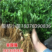 广西毛桃苗|广西板栗嫁接苗