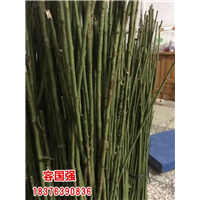 广西毛桃苗|广西板栗嫁接苗