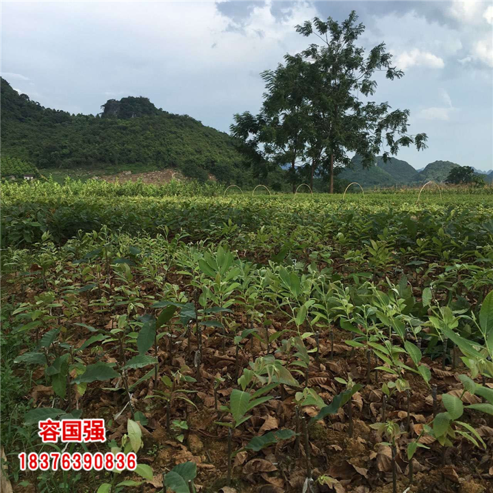 广西酸柚苗|广西柠檬苗|广西枳壳苗